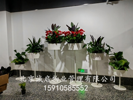 绿植摆放